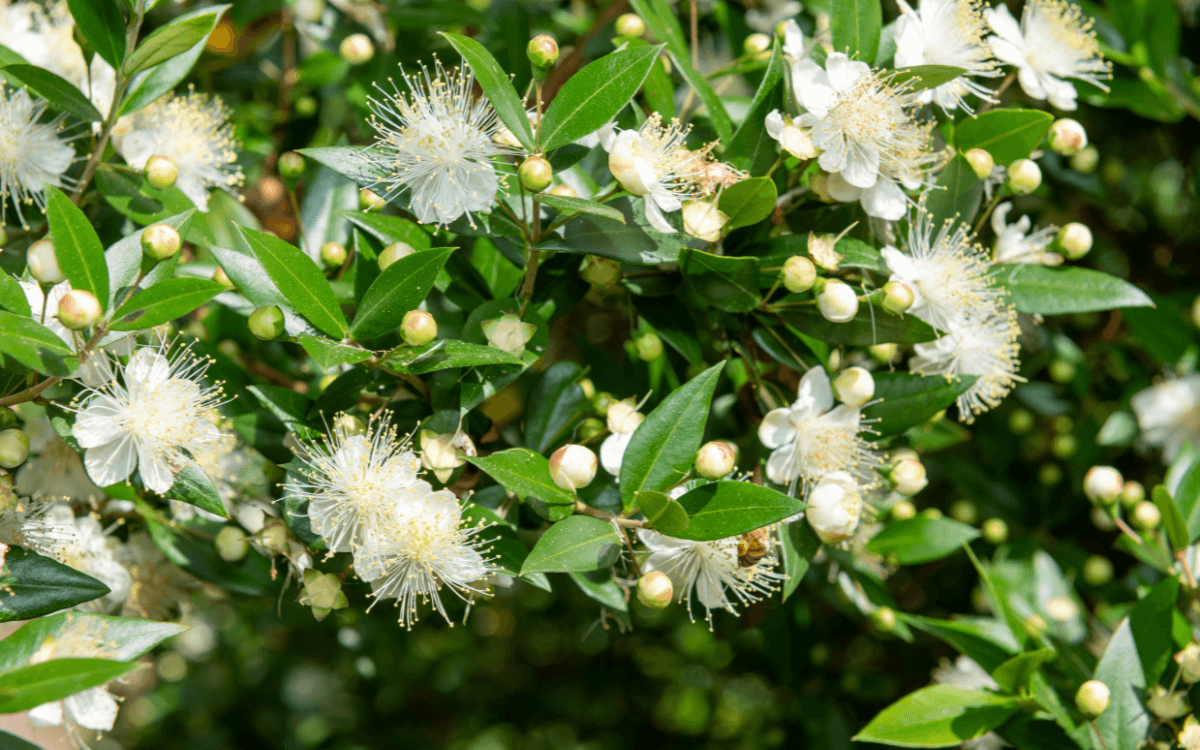Myrtus-communis-folhas-e-flores