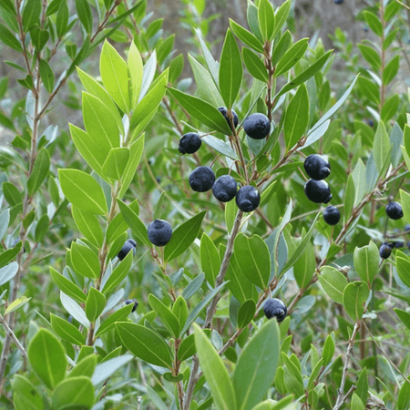 Myrtus-communis-frutos