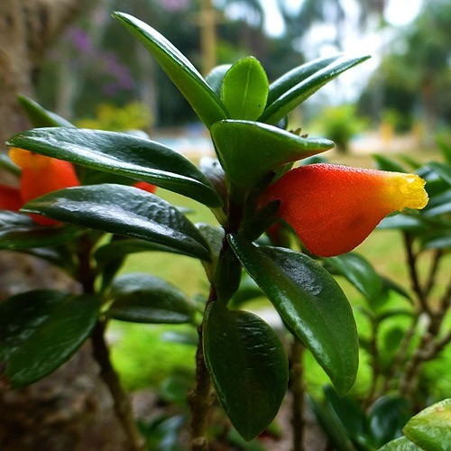 Nematanthus-wettsteinii