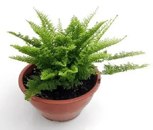 Nephrolepis-Exaltata-Marisa