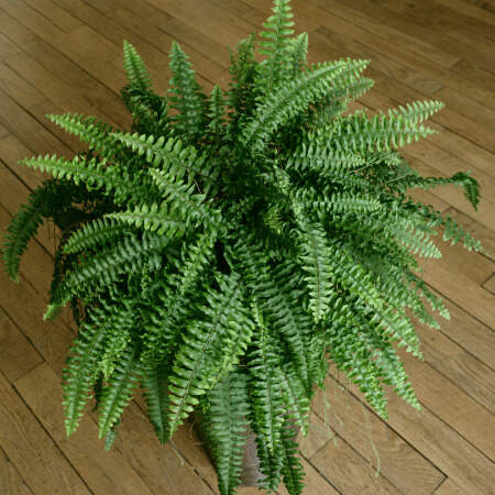 Nephrolepis-exaltata