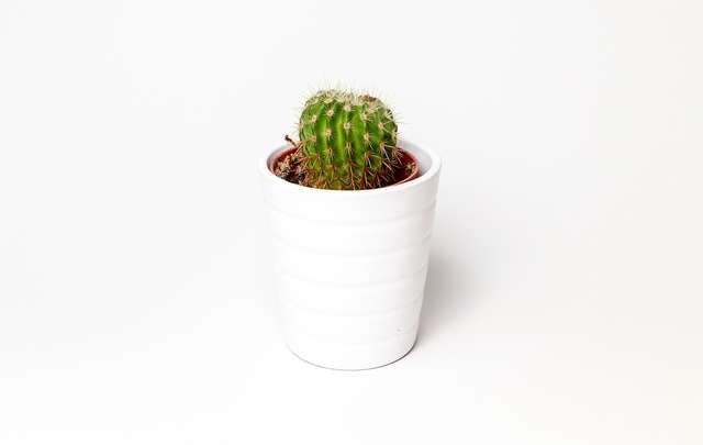 Onde-plantar-cactos