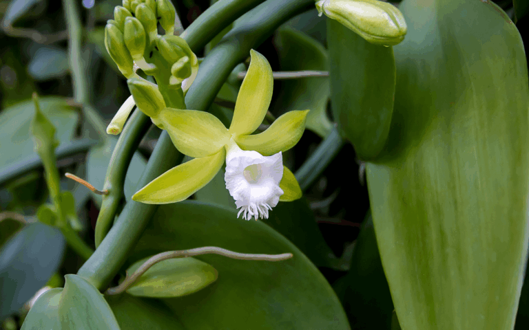 Orquídea Baunilha: Características e Cultivo (Com Fotos)
