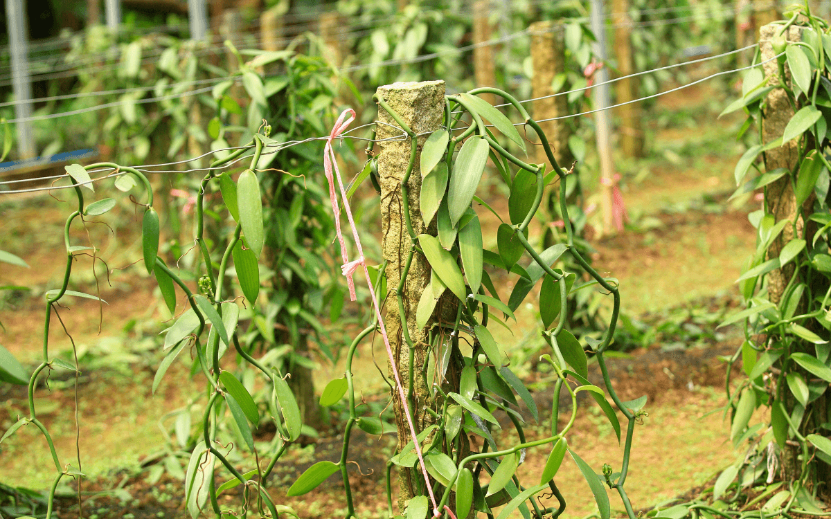 Orquidea-baunilha-cultivo-comercial