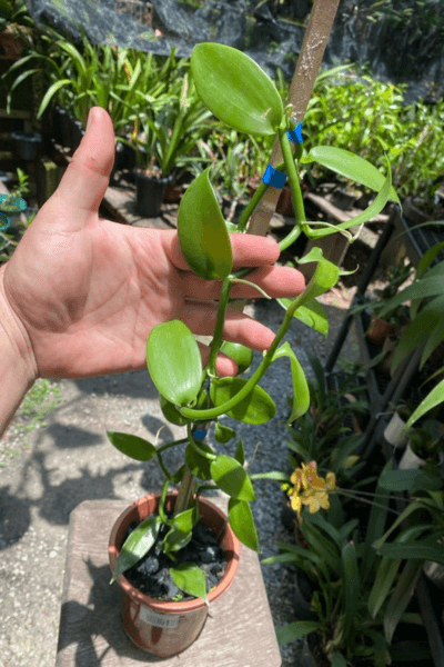 Orquidea-baunilha-plantada-em-um-vaso