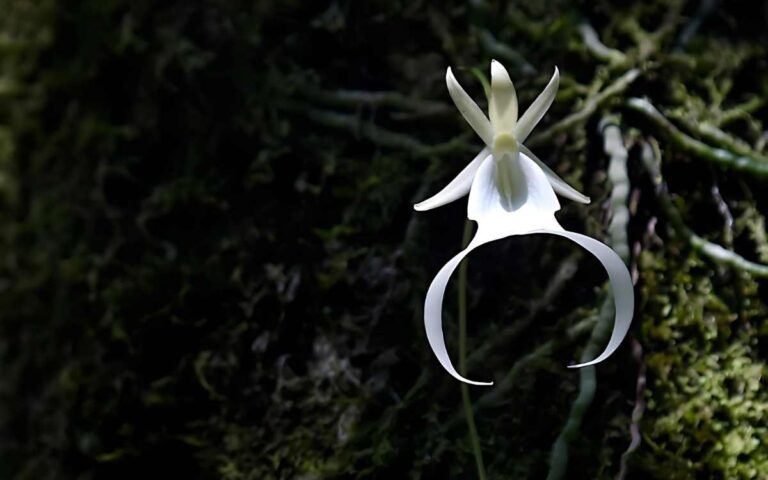 Conheça a Orquídea Fantasma: Sua História e Características