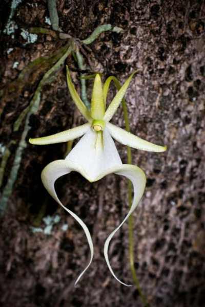 Orquidea-fantasma-dendrophylax-lindenii