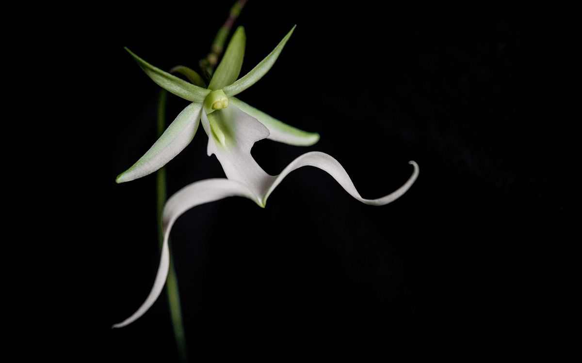 Orquidea-fantasma-flor