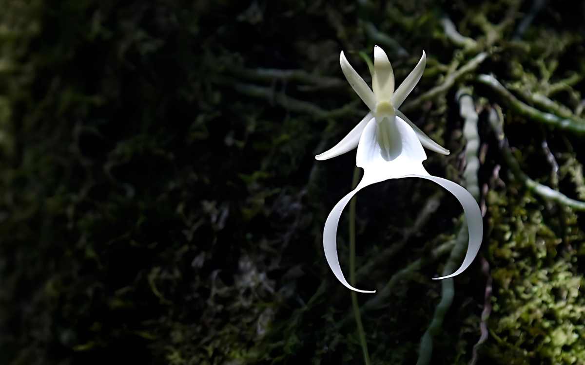 Conheça a Orquídea Fantasma: Sua História e Características 25
