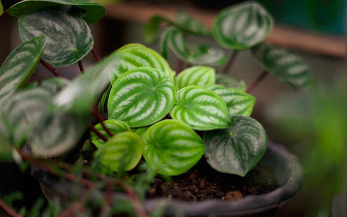 Peperomia-Argyreia