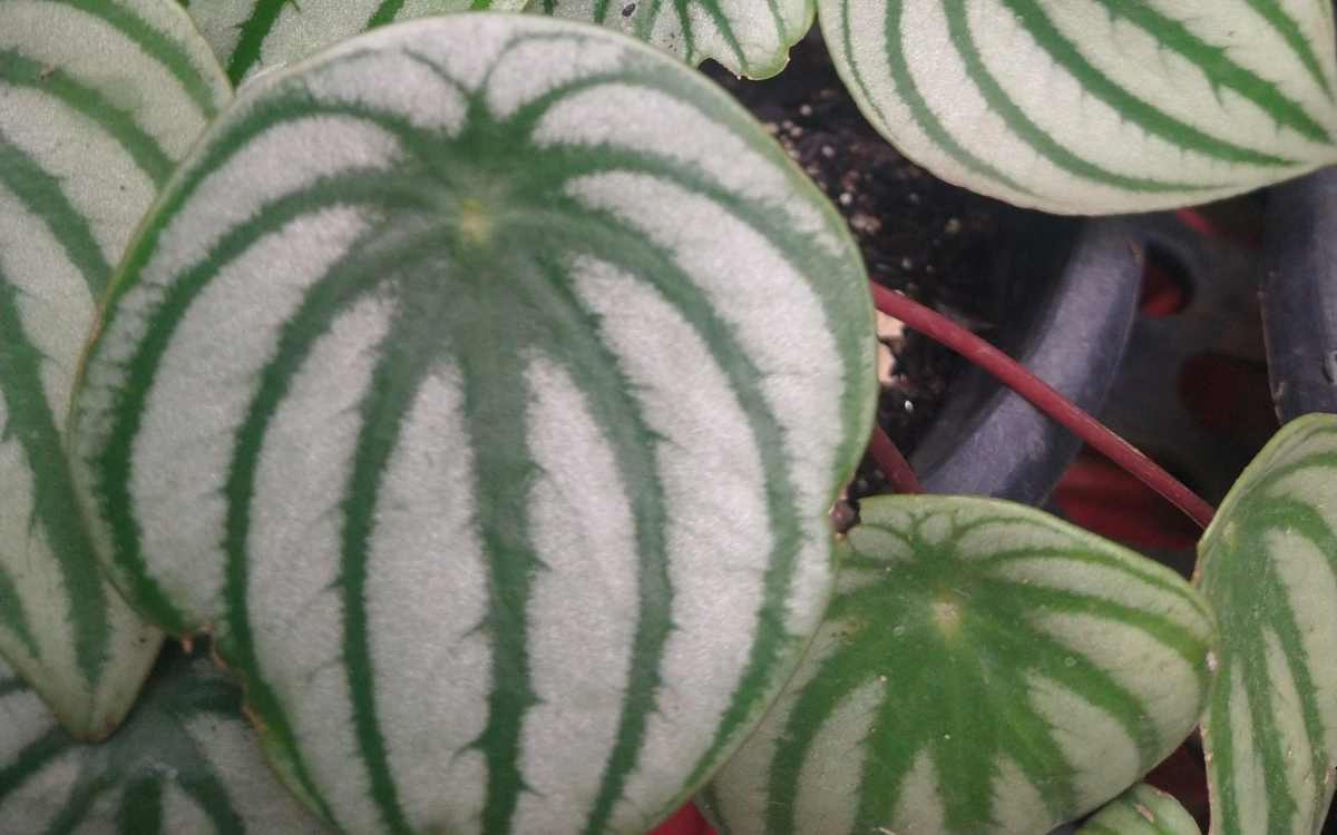 Peperomia-Melancia-Peperomia-Argyreia-folhas