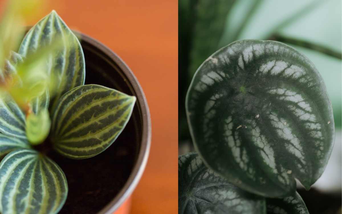 Peperomia-Melancia-Peperomia-Argyreia-plantada-em-um-vaso