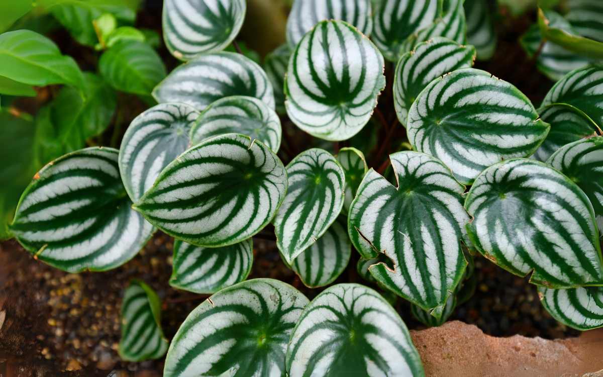 Peperomia-Melancia-Peperomia-Argyreia