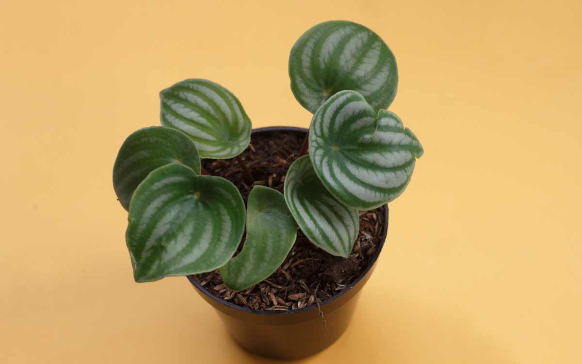 Peperomia-Melancia-em-um-vaso