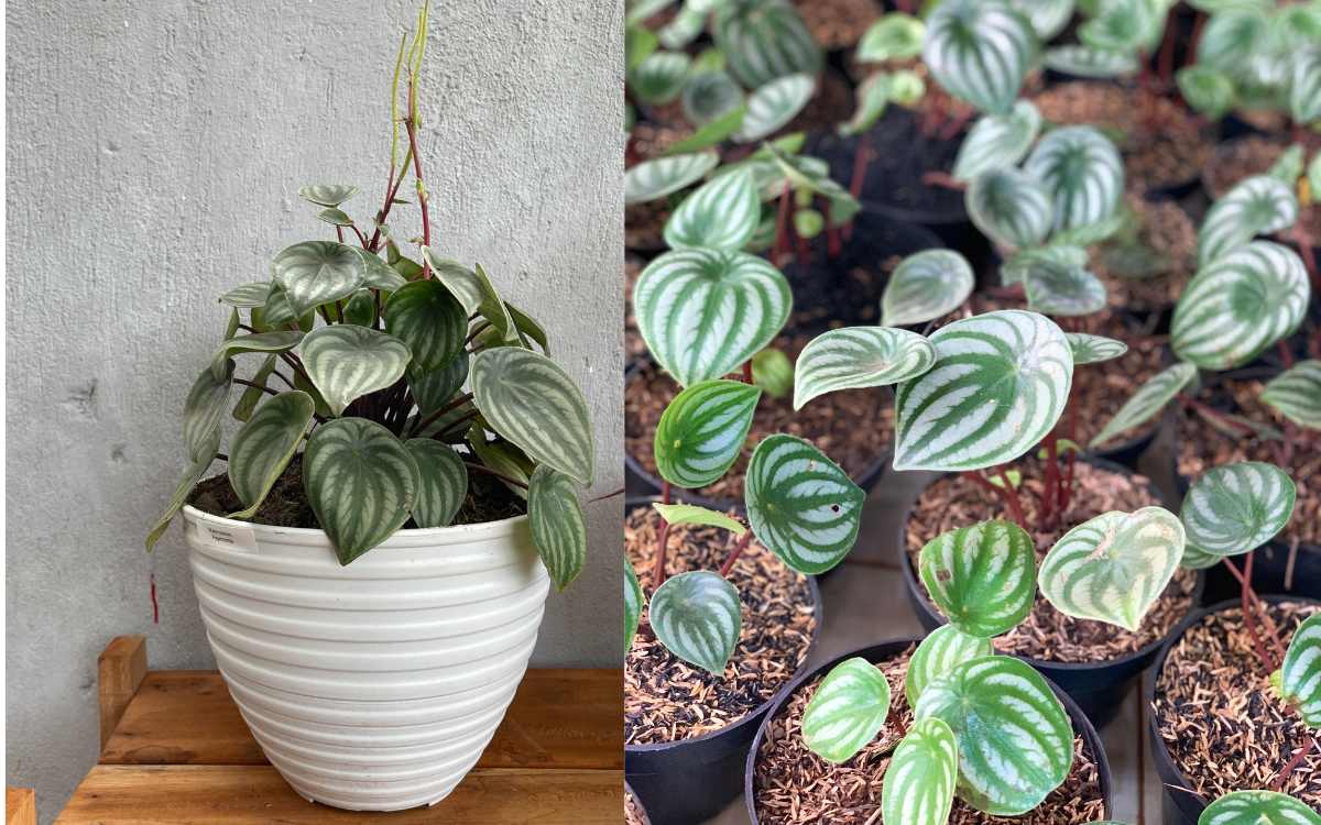 Peperomia-Melancia