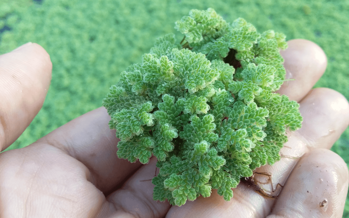 Pessoa-segurando-uma-azolla