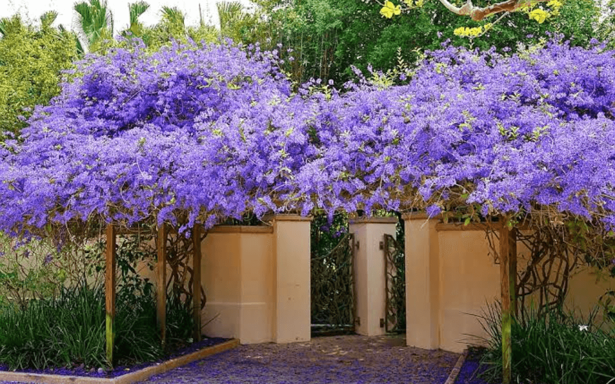 Petrea-volubilis-decoracao