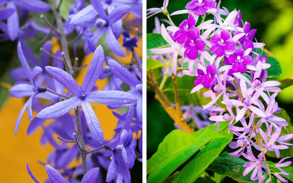 Petrea-volubilis-flores