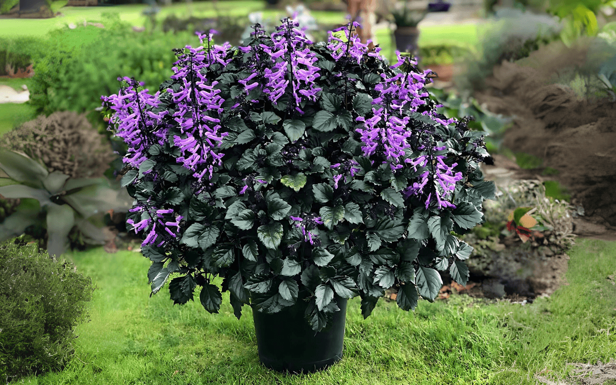 Planta-Ametista-Plectranthus-saccatus