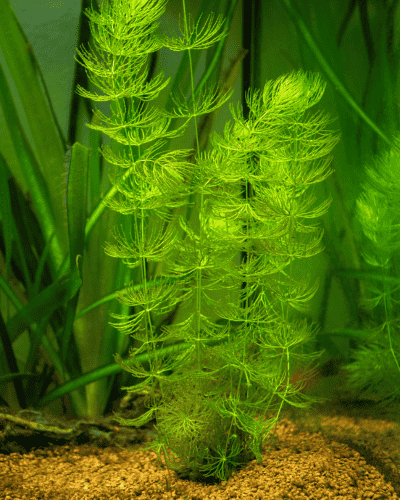 Rabo de Raposa (Ceratophyllum demersum): Como Cultivar 1