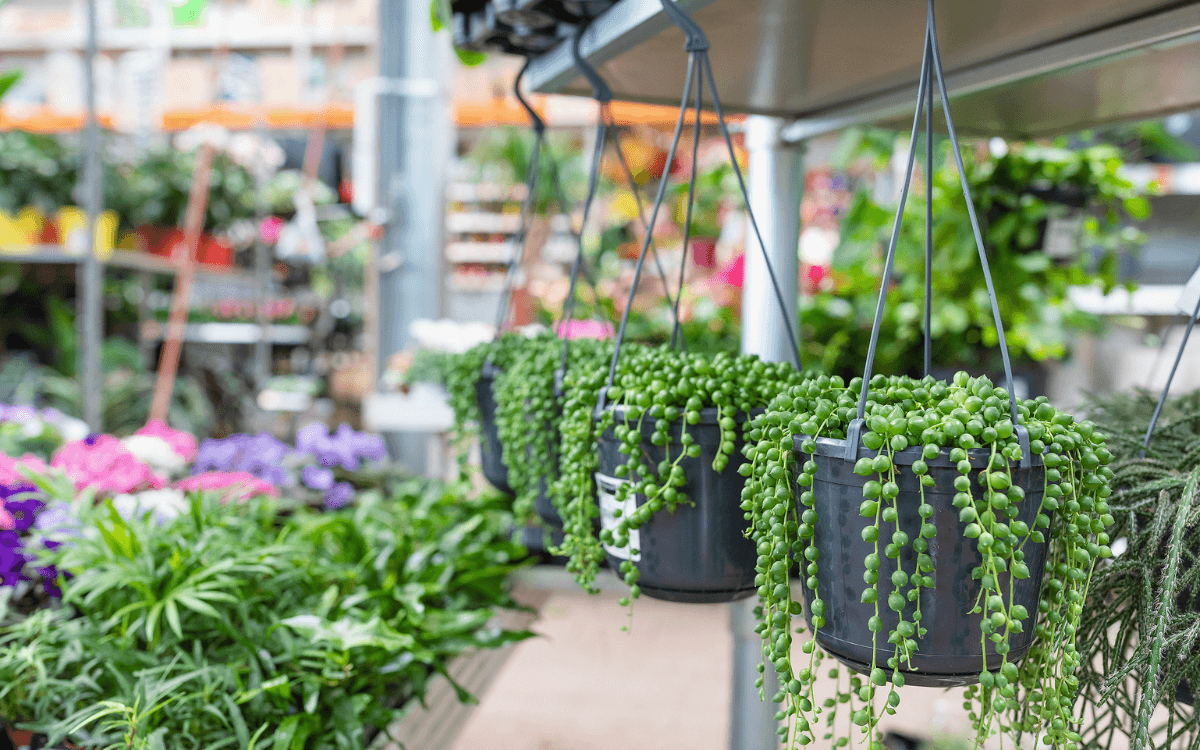 Planta-colar-de-perolas-decoracao