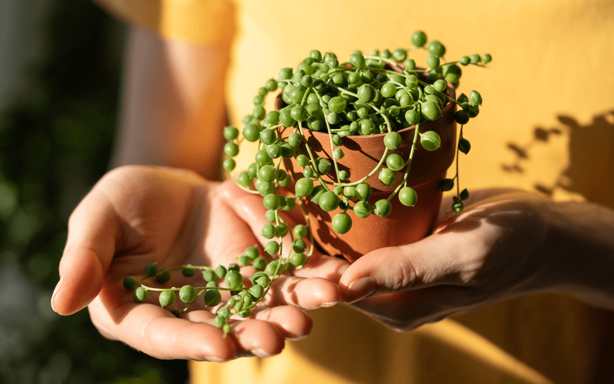 Planta-colar-de-perolas-imagem-destacada