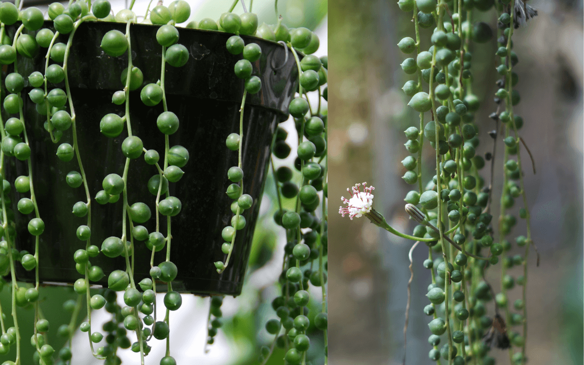 Planta-colar-de-perolas