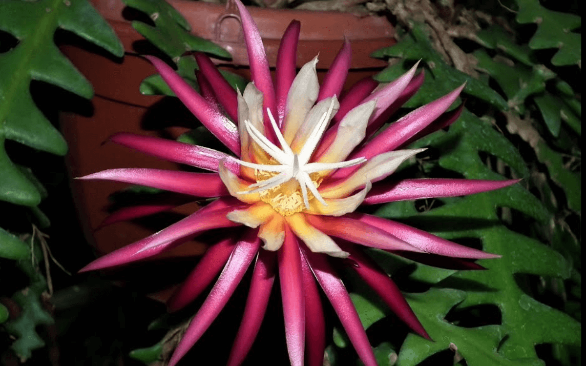 Planta-dama-da-noite