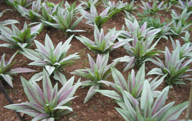 Plantacao-de-almeirao-roxo-Lactuca-indica