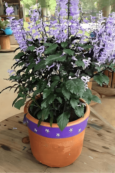 Plectranthus-saccatus-em-um-vaso