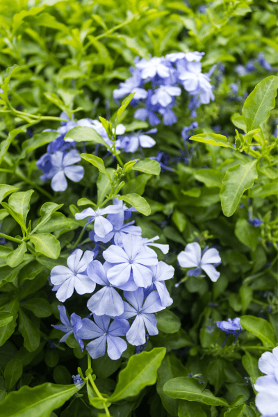 Plumbago-auriculata-02