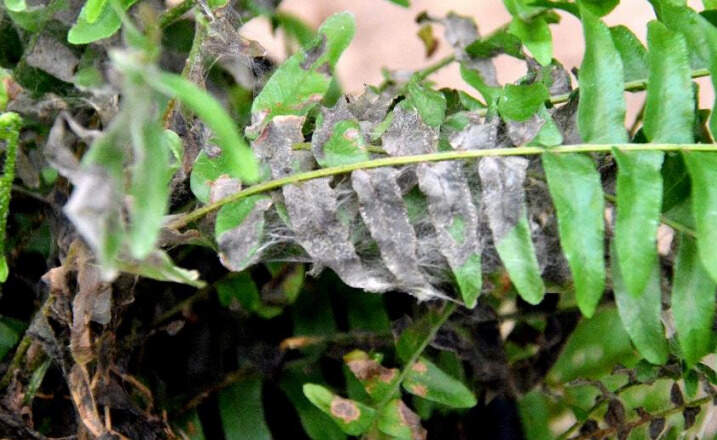 Podridao-Aerea-por-Rhizoctonia