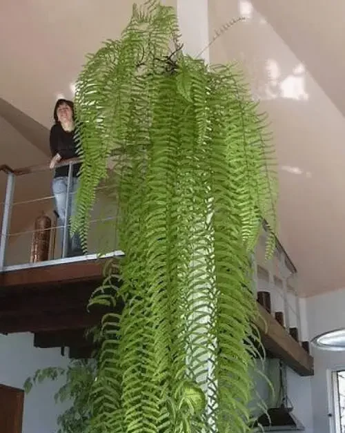 Polypodium-persicifolium-e1693343952232