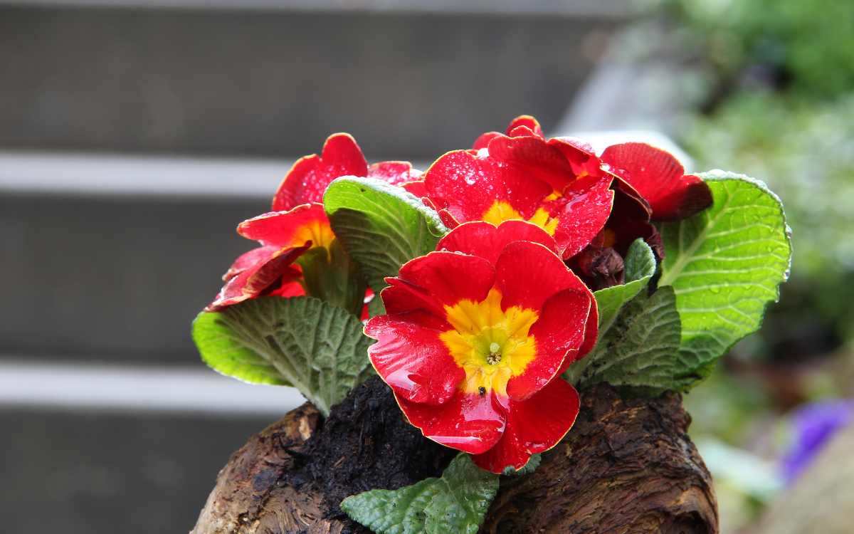Primula-com-flor-avermelhada