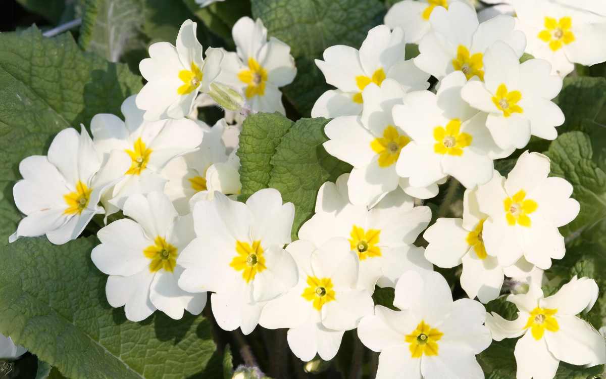 Primula-com-flor-branca