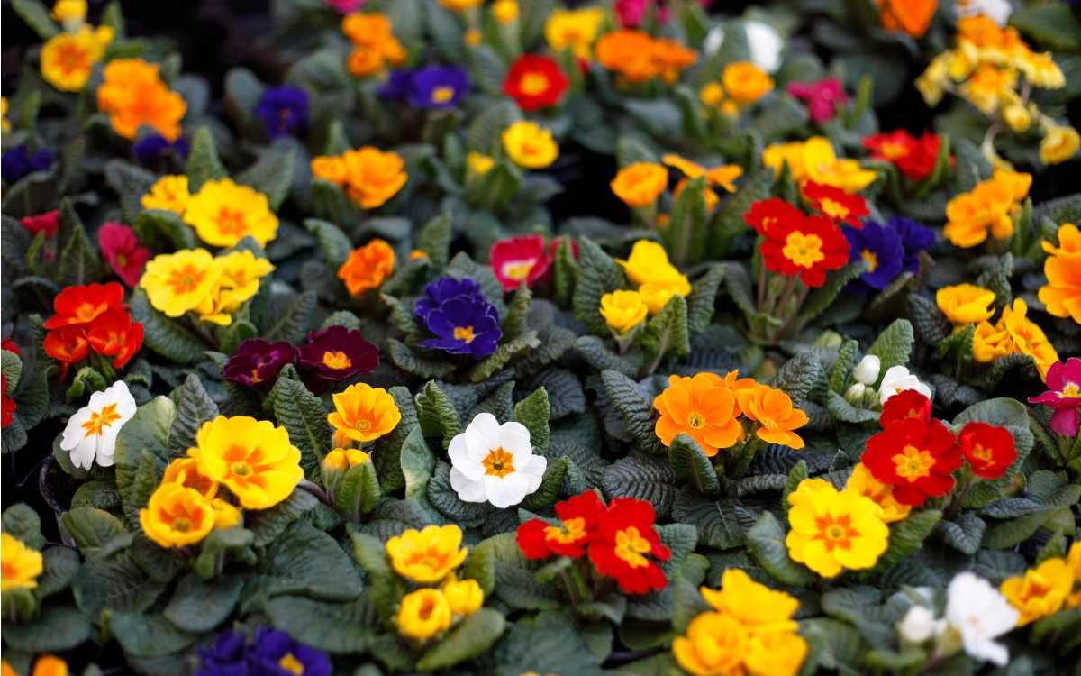 Primulas-com-flores-de-diversas-cores