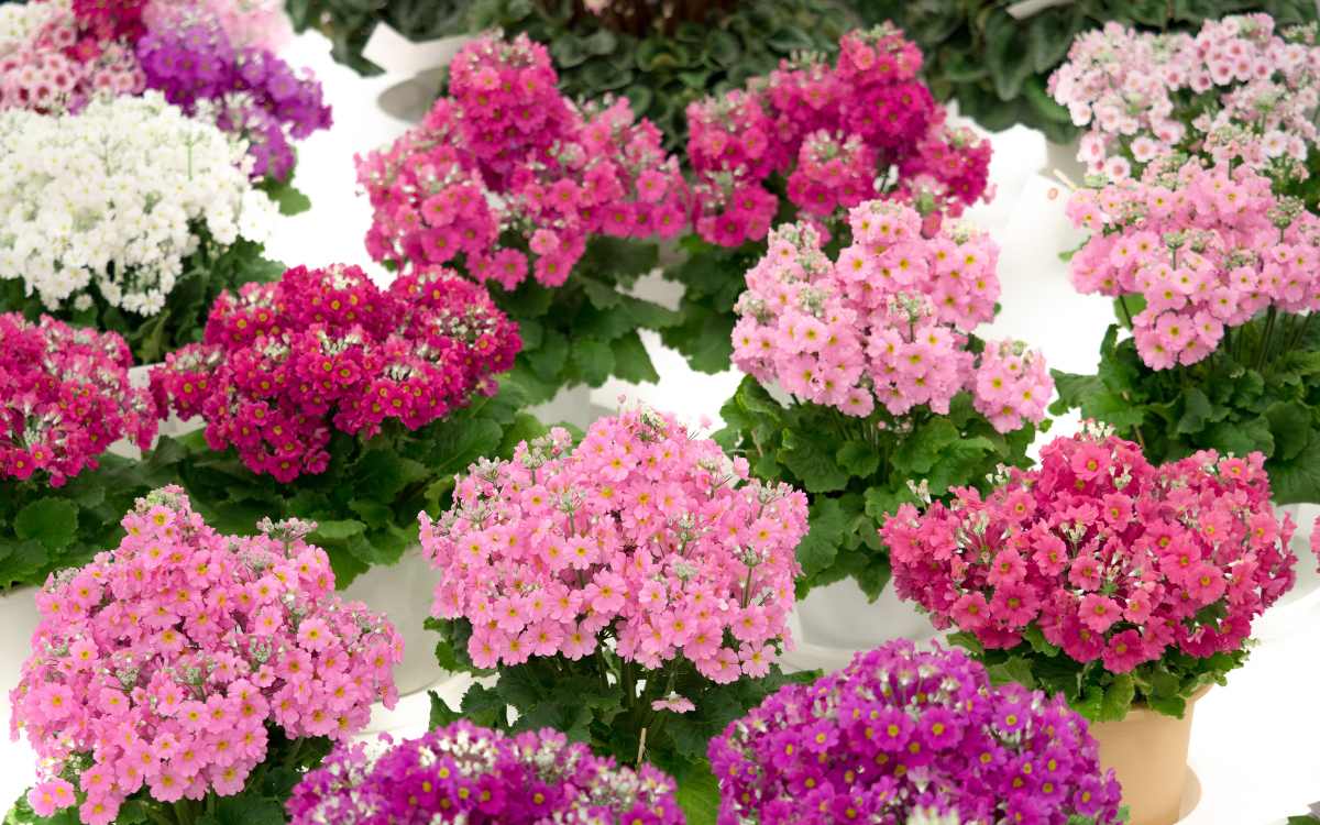 Primulas-com-flores-rosas