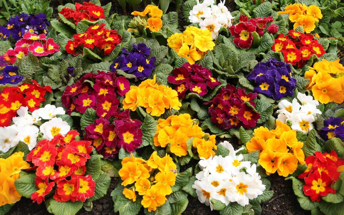 Primulas-floridas