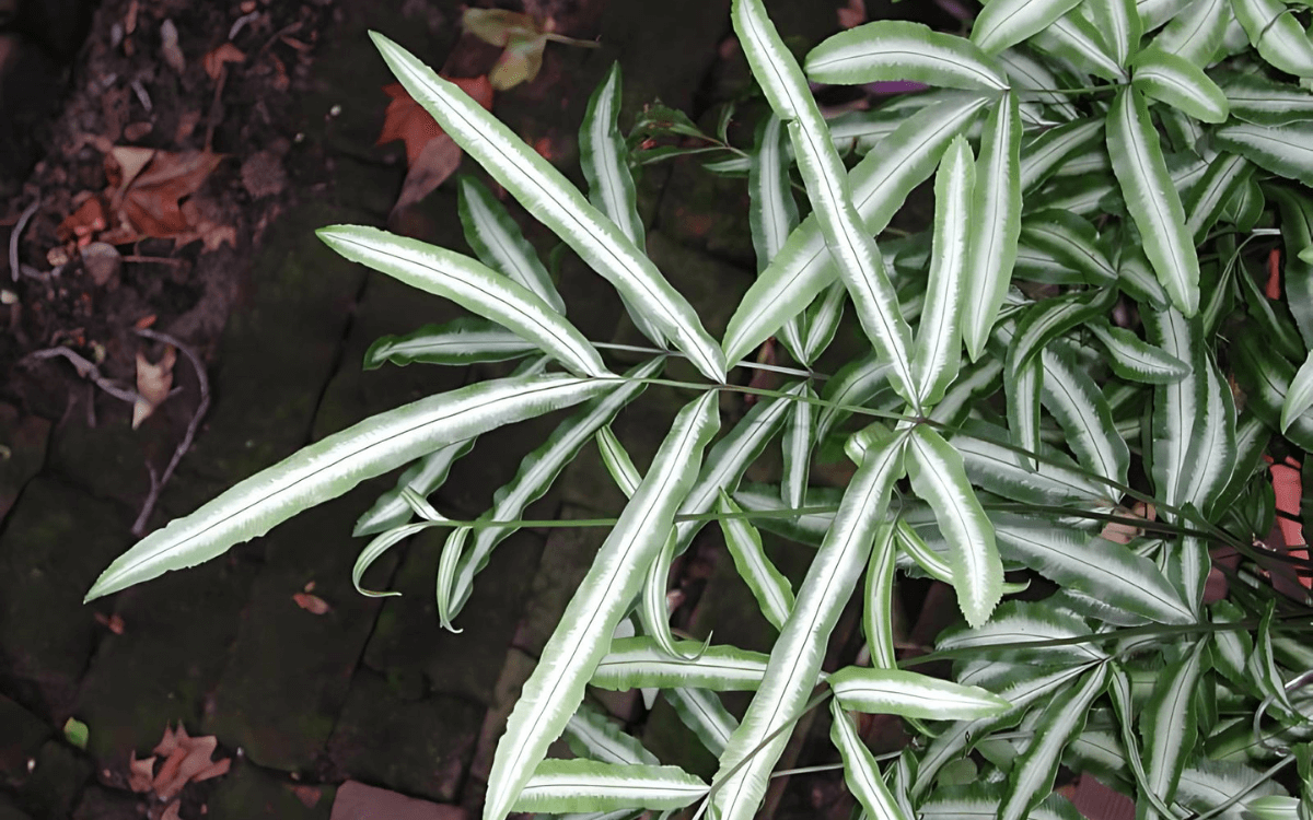 Pteris-cretica-folhas