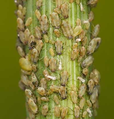 Pulgoes