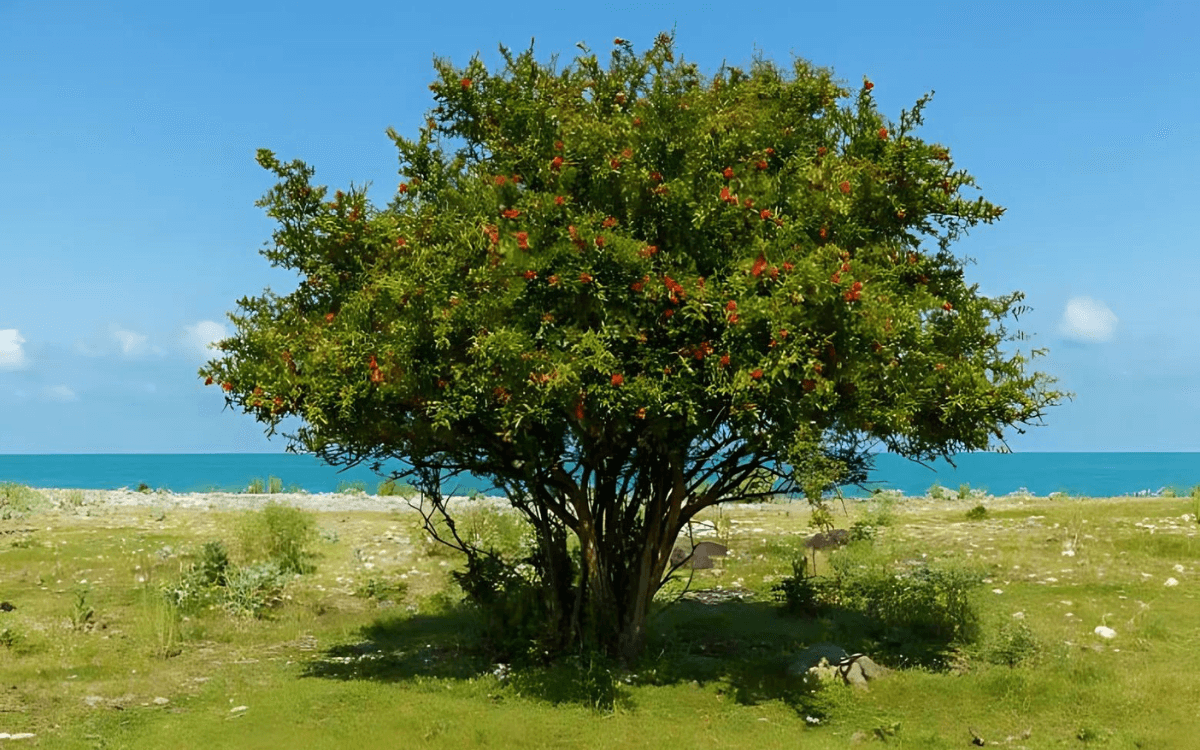 Punica-granatum-na-natureza
