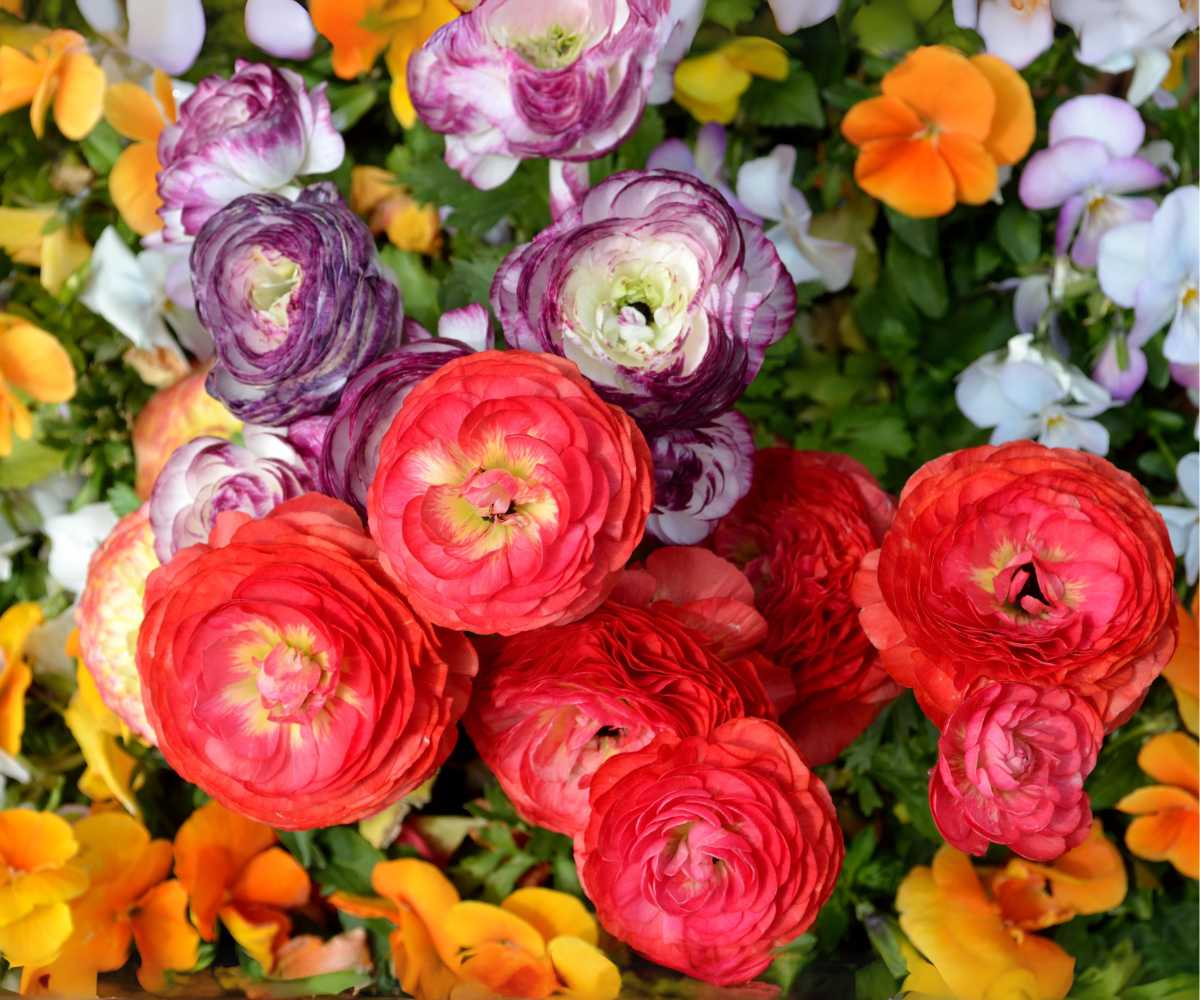 Ranunculos-com-flores-de-diversas-cores