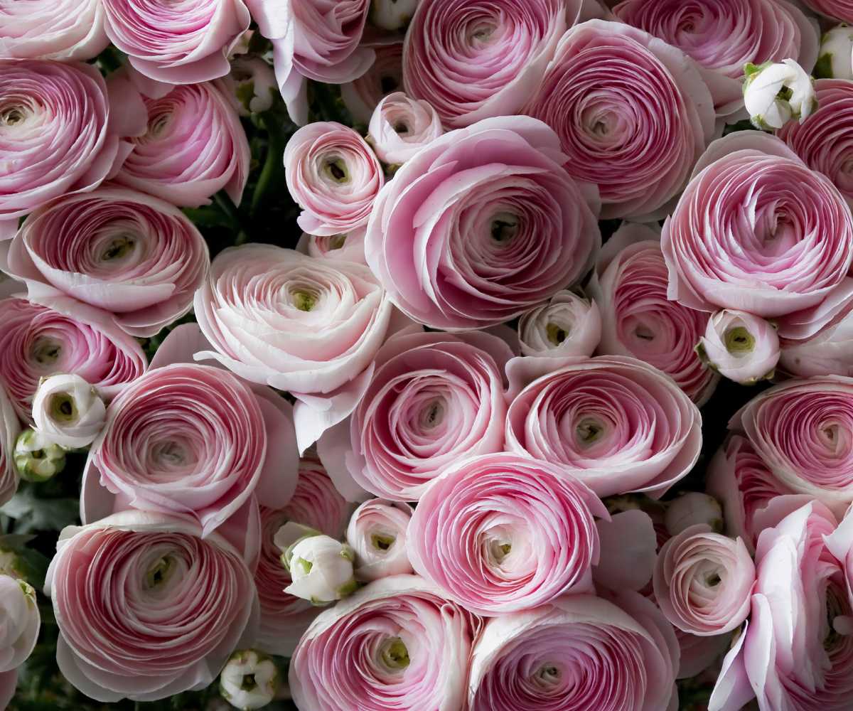 Ranunculos-rosa-e-branco