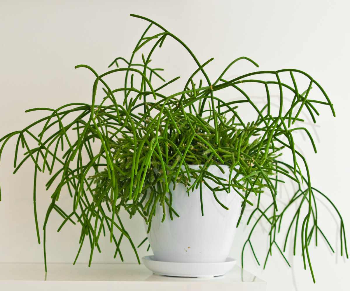 Rhipsalis-01