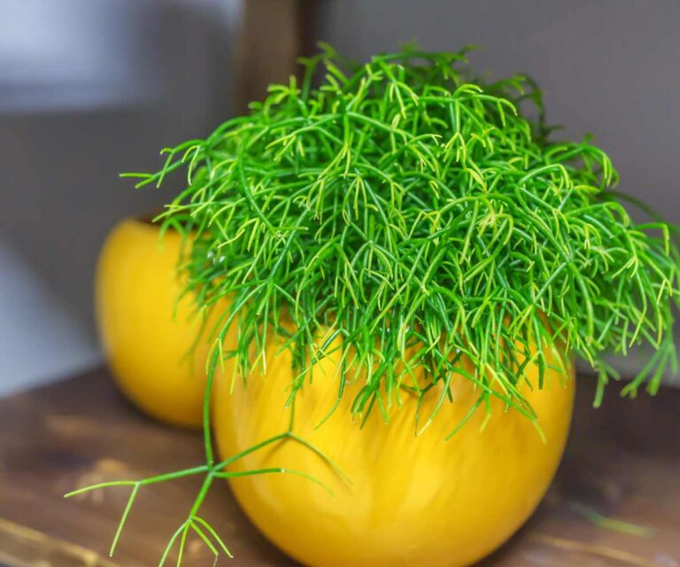 Rhipsalis (Cacto Macarrão) - Características e Como Cuidar 4