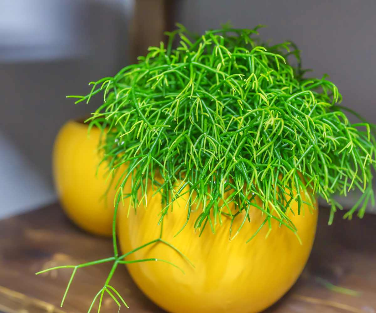 Rhipsalis-03