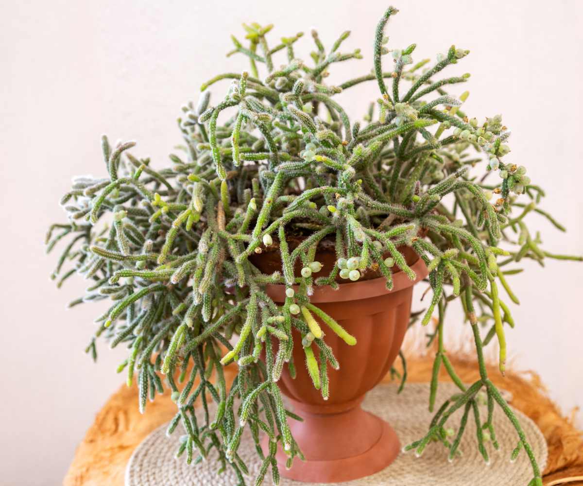 Rhipsalis-04