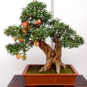Roma-bonsai