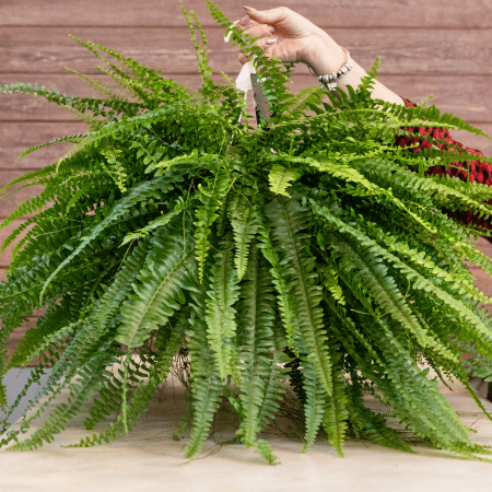 Samambaia-Americana-–-Nephrolepis-exaltata