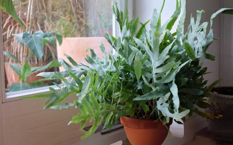 Samambaia azul (Phlebodium Aureum) - Como Cuidar e Fazer Mudas 1